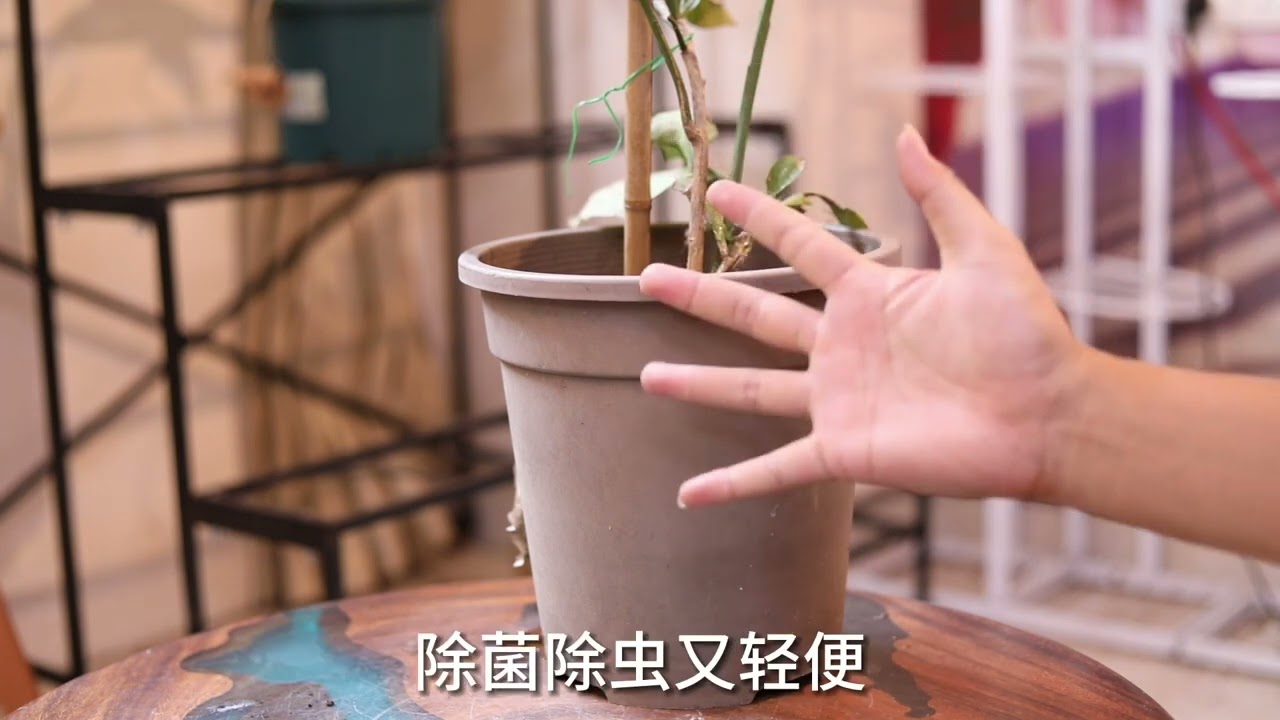 昙花怎么养？园艺师教你，昙花的详细养护技巧