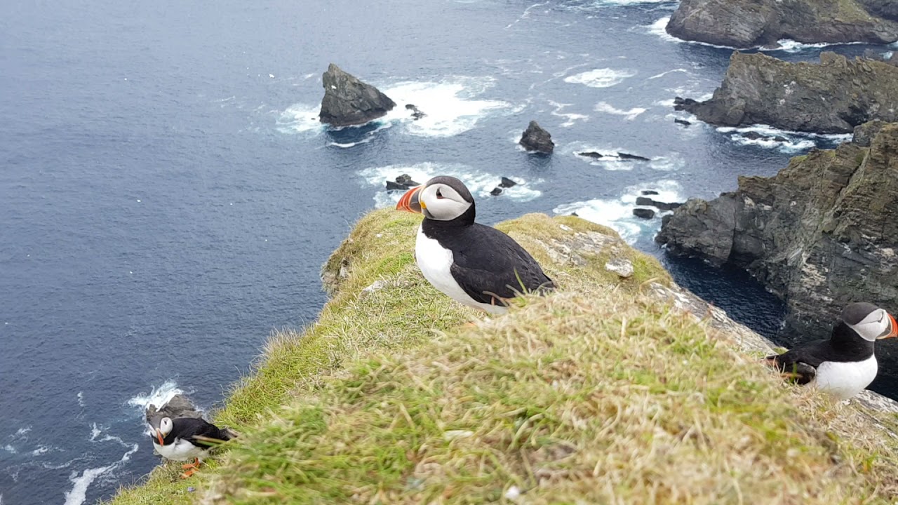 puffins, Unst shetland.