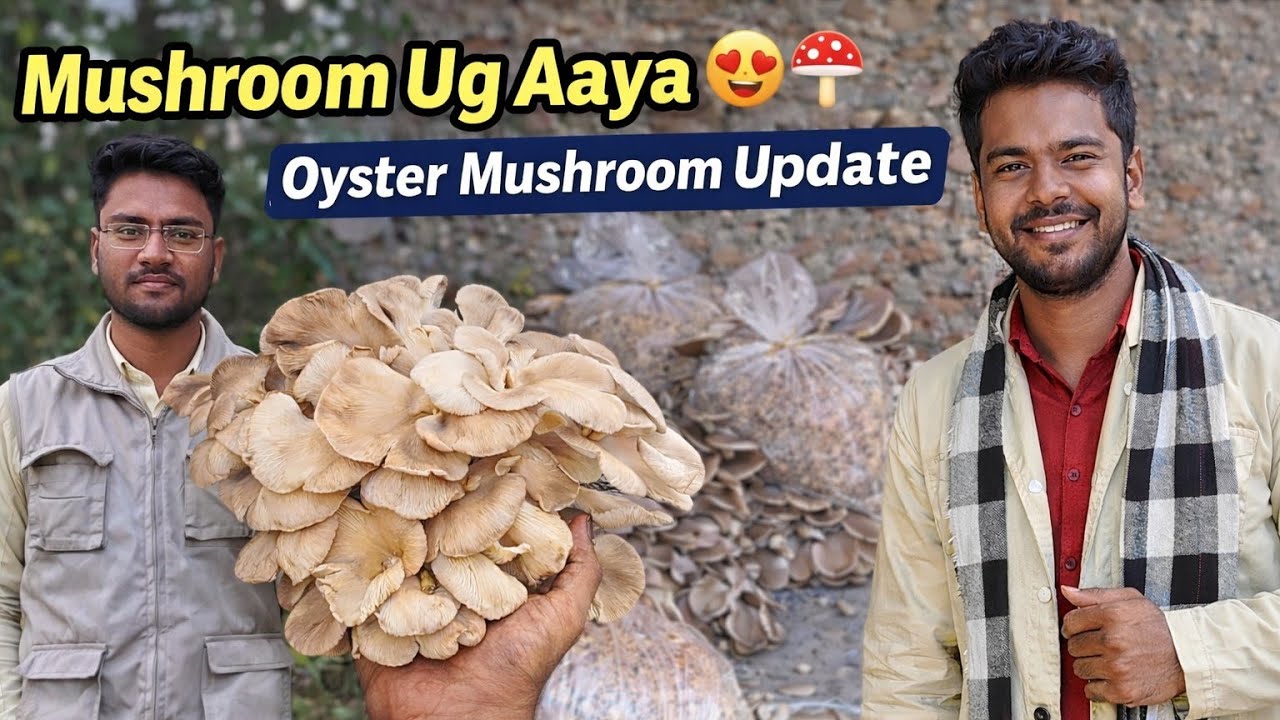 Mushroom Ug Aaya 😍 | Oyster Mushroom Update | Daily Routine Life Vlog