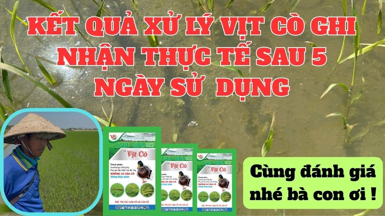 KẾT QUẢ XỬ LÝ LÚA CỎ BẰNG VỊT CÒ TRÊN 7 HECTA LÚA ĐÔNG XUÂN 2026. CÙNG XEM VÀ ĐÁNH GIÁ NHÉ BÀ CON ƠI