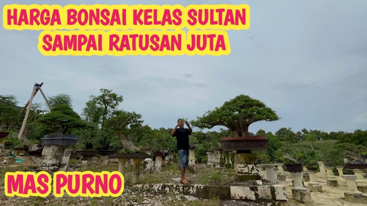 GUDANGNYA BONSAI SULTAN,HARGA SAMPAI RATUSAN JUTA,NGERIIII‼️📞 0857-3333-6888 @JeckpaeyBonsai91 