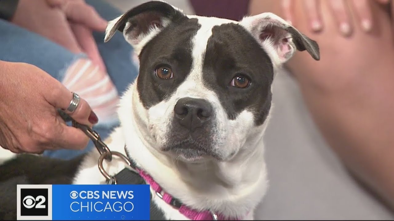 Pet Rescue Spotlight: West Suburban Humane Society