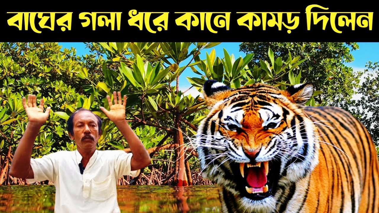 বাঘের পিঠে বসে বাঘের কানে কামড় দিলেন || Sundarban Royal Bengal Tiger