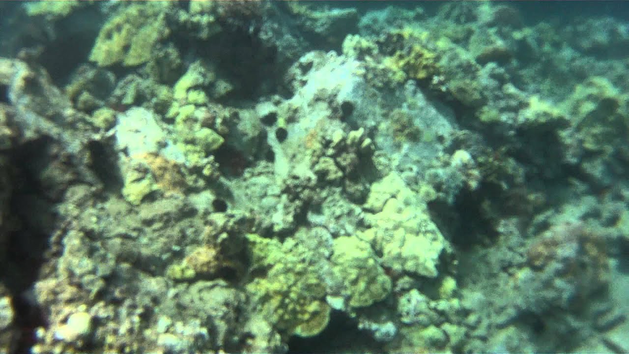 MAUIHORSE SCUBA MAKENA LANDING MAUI HAWAII APRIL 2012