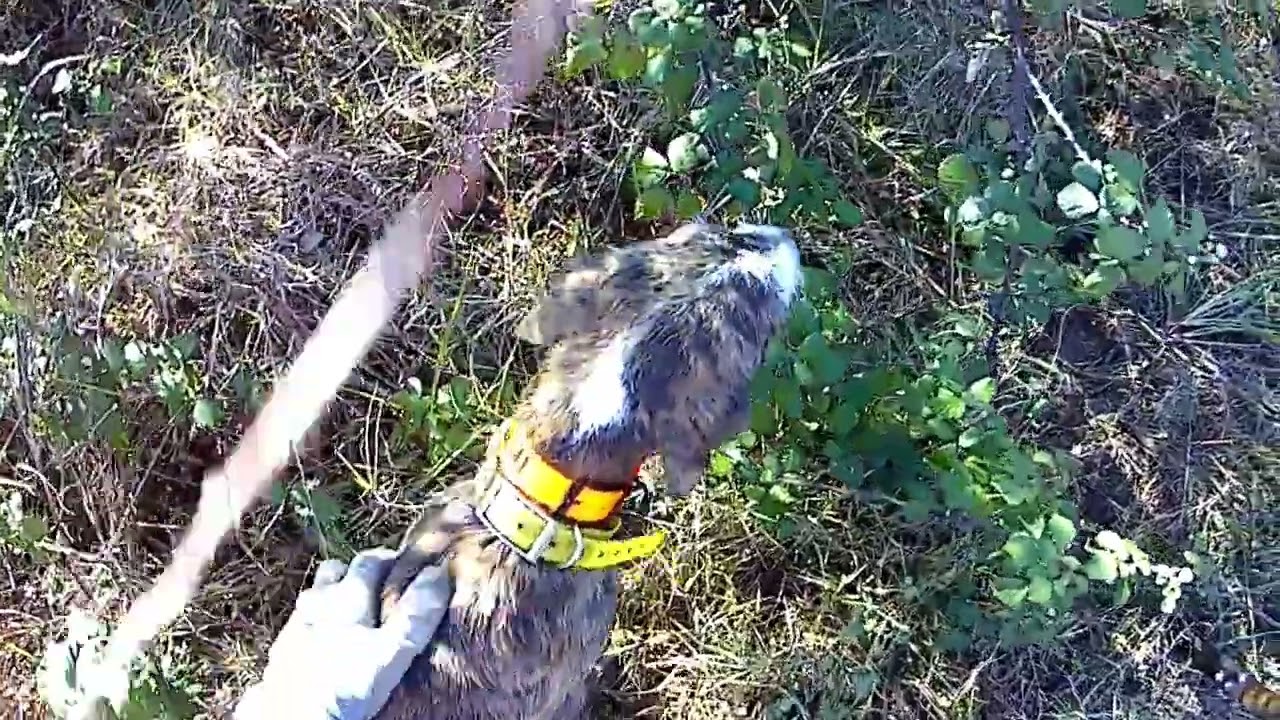 Caccia al cinghiale 2025/26, giornata del 6 dicembre  zona 1/2 - la battaglia di Caporetto - 
