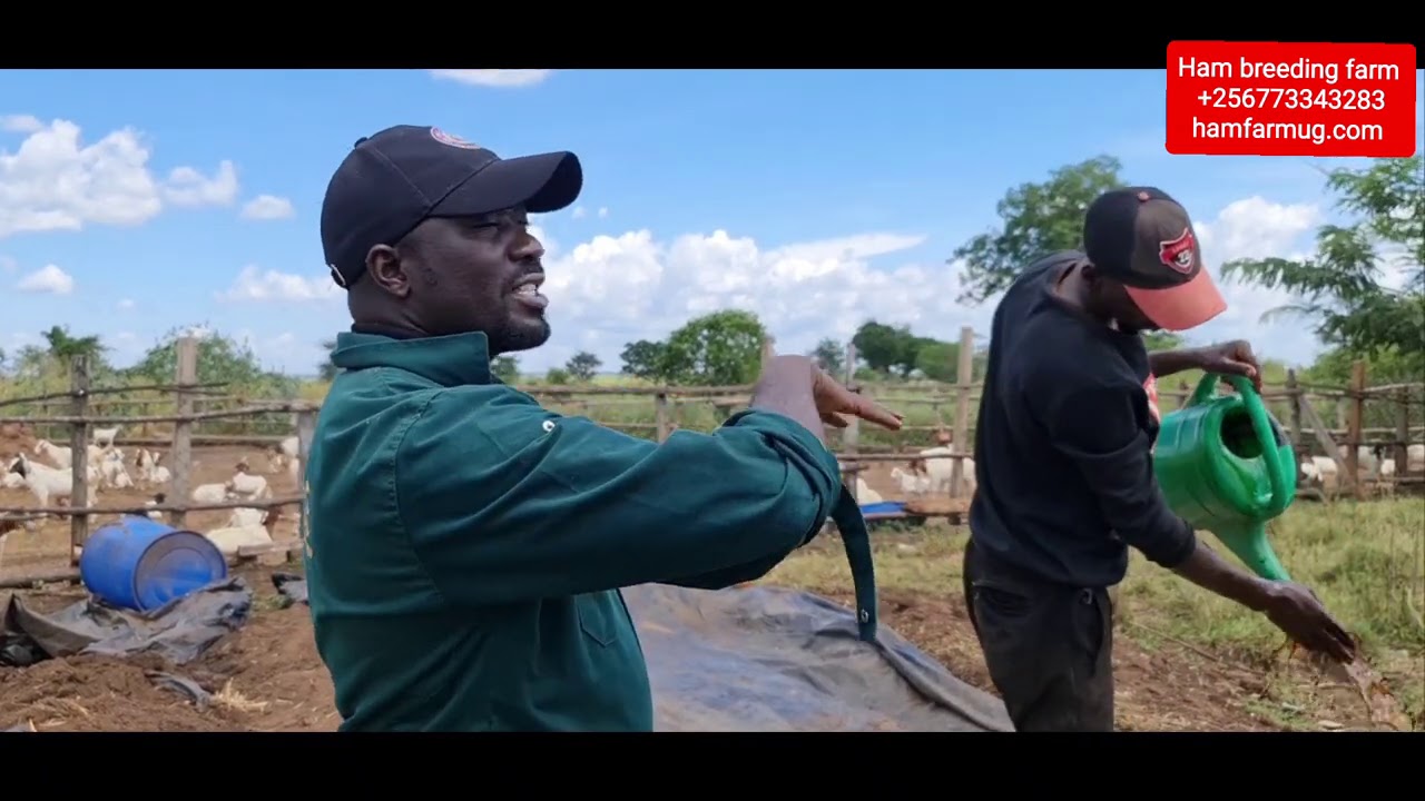 how to utilise hay to avoid wastage by hamiisi semanda +256773343283