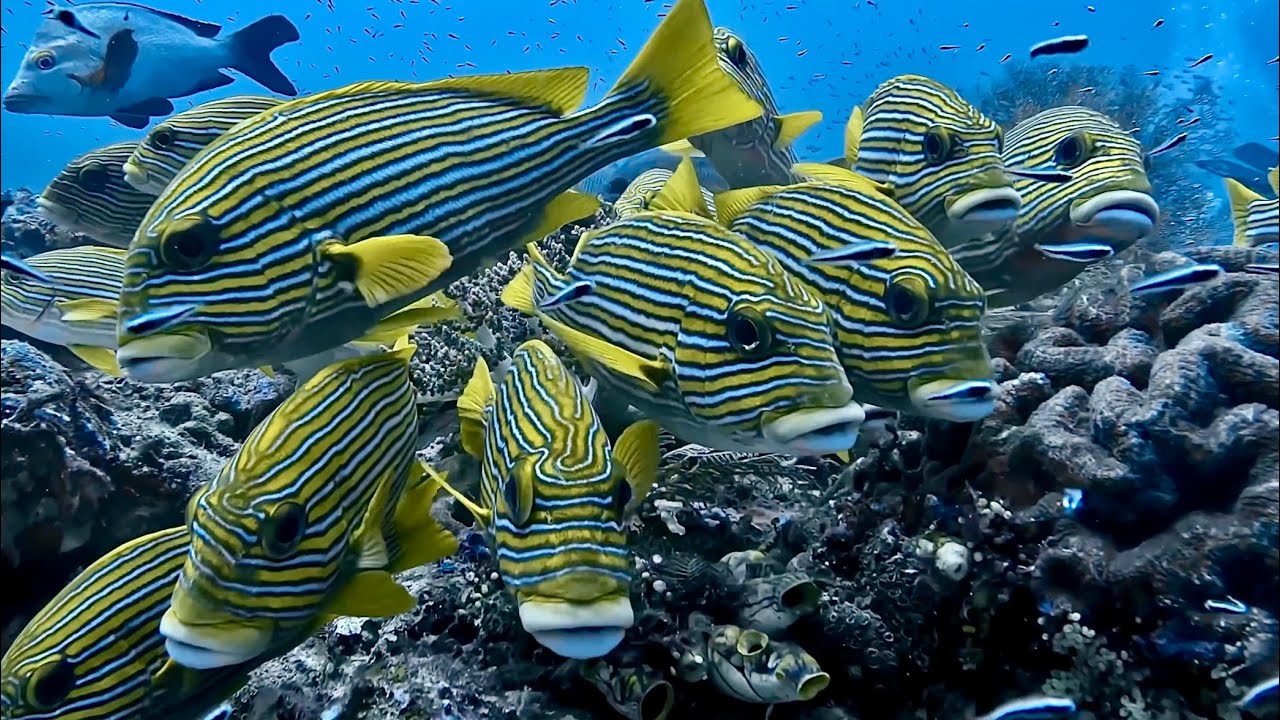 Magnificent Raja Ampat—4/5 Buildup to the finale