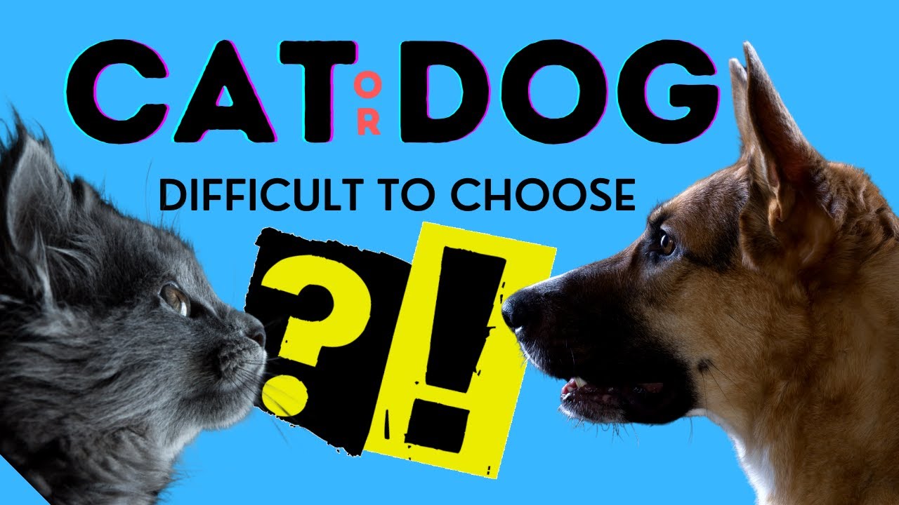 Should I Pet a Cat Or a Dog? | Difficult to Decide Between Cat & Dog? [2020]