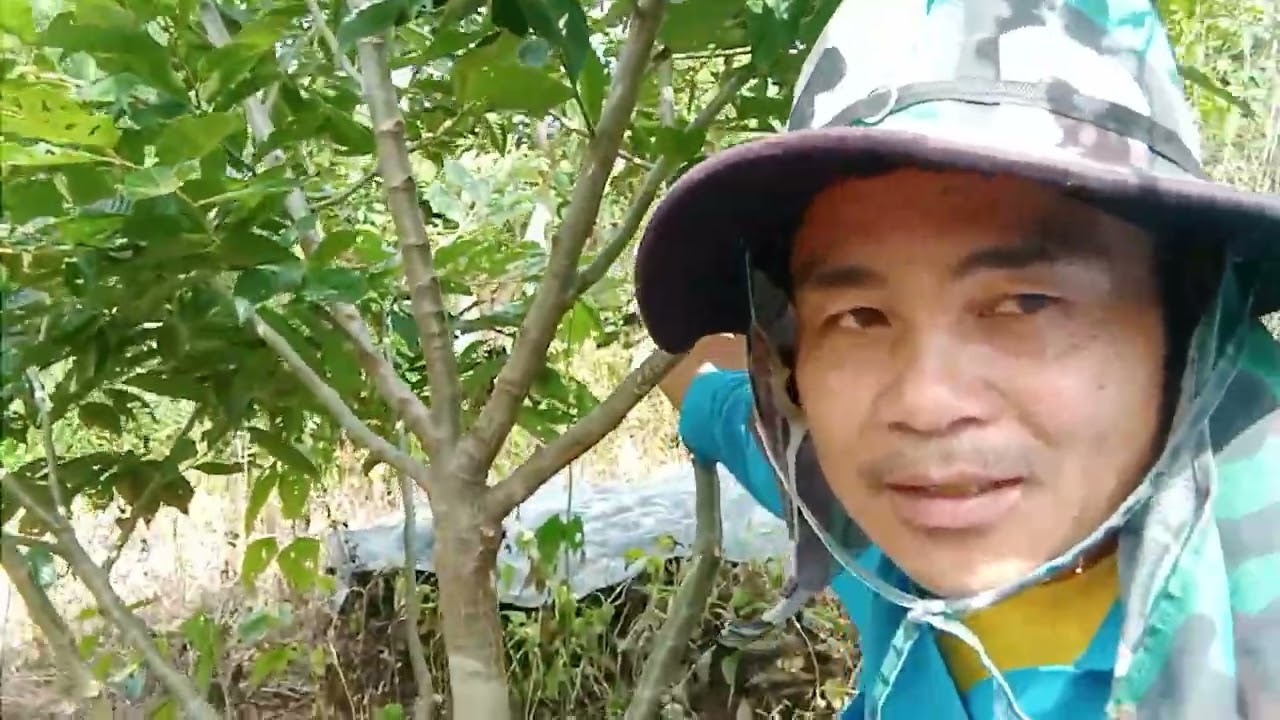 เกาลัด  จัดทรงต้น