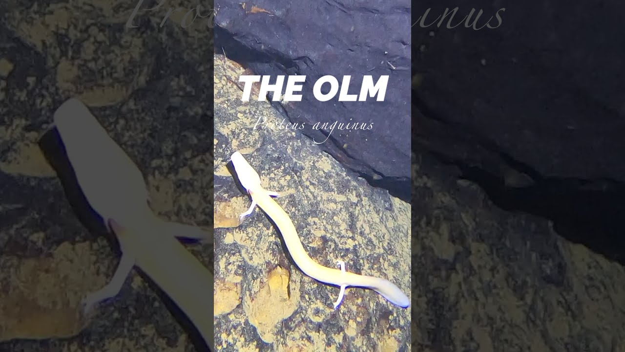 This Blind Cave Salamander Can Live 100 Years - The Olm #Shorts