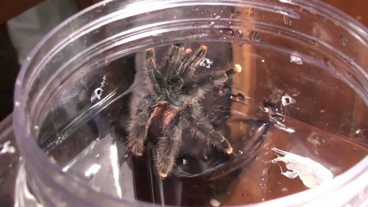 Meet My New Pink Toed Tarantula: Aragog!