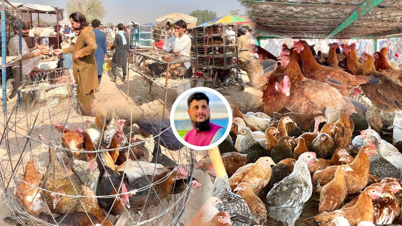 Largest Golden Misri & Lohman Brown Hen Market In Peshawar Poultry Farming Business Tips | Izhar Ali