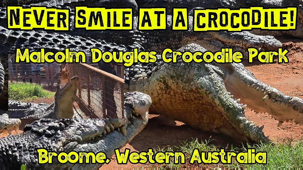 Never Smile at a Crocodile! Malcolm Douglas Crocodile Park 🐊🐊