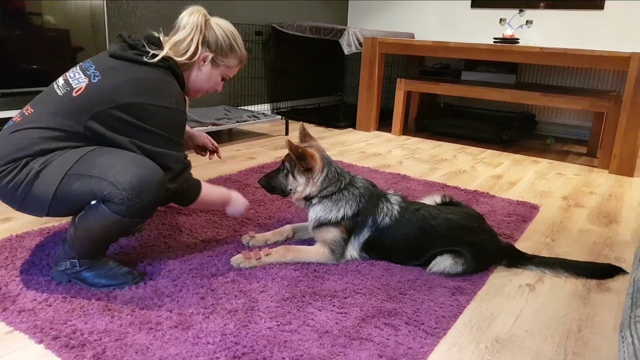 5 month old German Shepherd, Rex! | London Dog Trainers