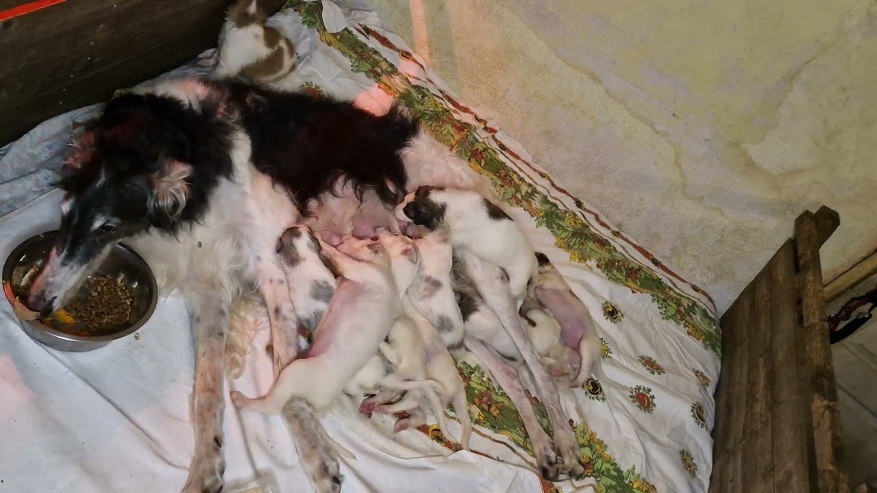 Les chiots de Némésis et MCH Thunder Crack. 20250811 034250