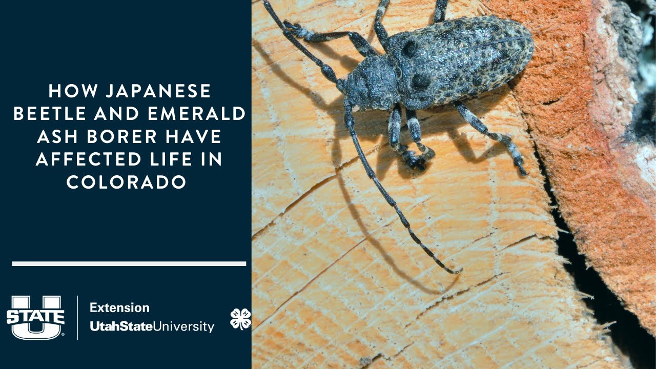 How Japanese Beetle and Emerald Ash Borer Have Affected Life in Colorado