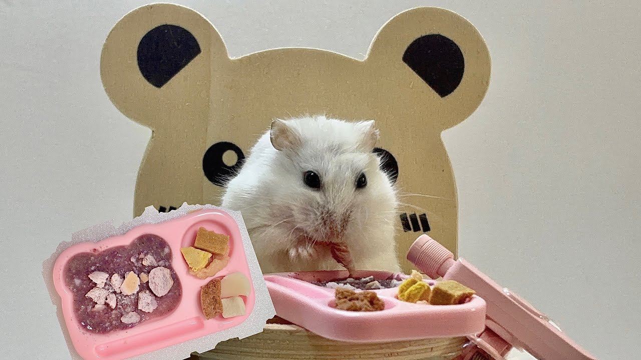 햄스터 간식 먹방!!! ㅣ Hamster Snack Mukbang!!!