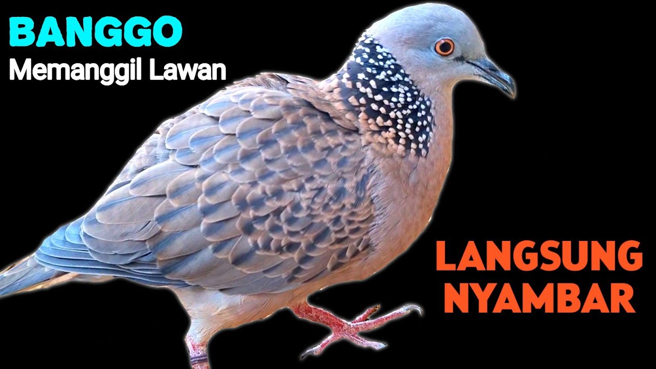 Suara Burung Tekukur Gacor Banggo Terbaik 2025 Full Menguku Memanggil Lawan