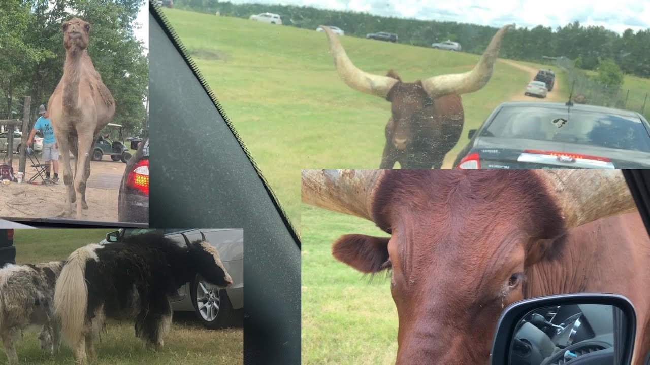 Drive Through Zoo Family Time (Endora Wildlife Safari Park)