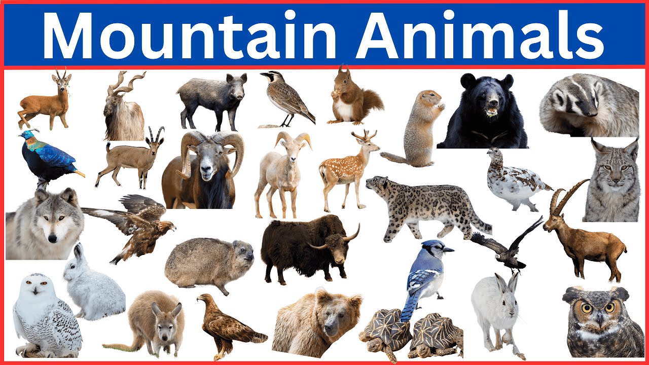 Most FASCINATING Mountain Animals You Need To See!
