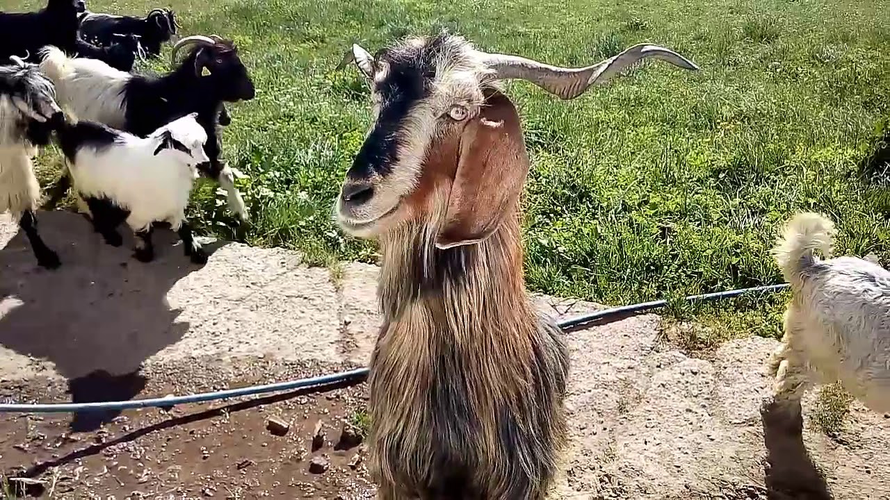 G&uuml;m&uuml;şhane erdemler k&ouml;y&uuml;
