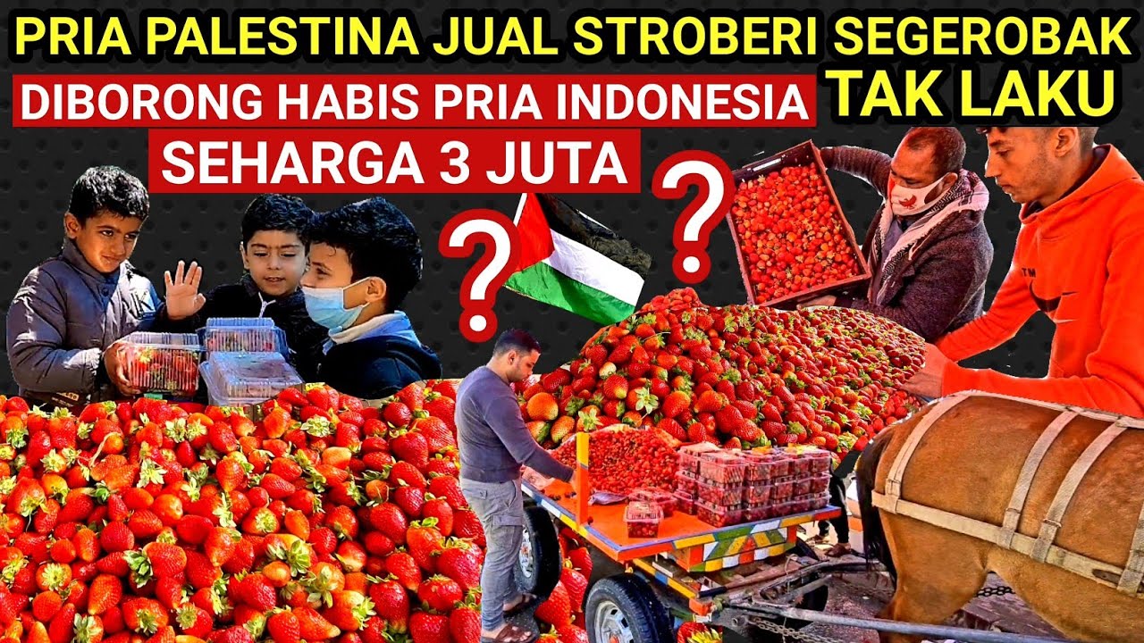 STROBERI SEGEROBAK TAK LAKU❓DIBORONG HABIS PRIA INDONESIA‼️