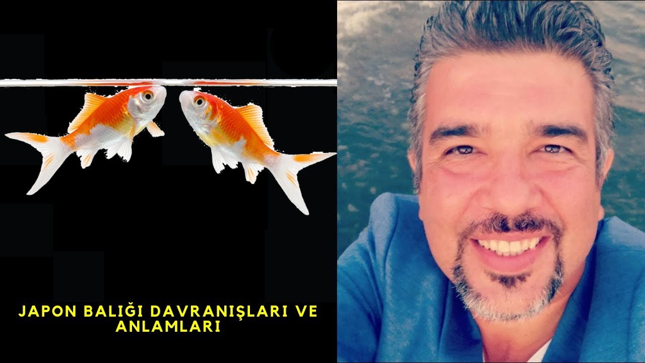 🐠 Japon Balığının Davranışları: Nedenleri, Anlamları ve Çözümleri! 🌊✨