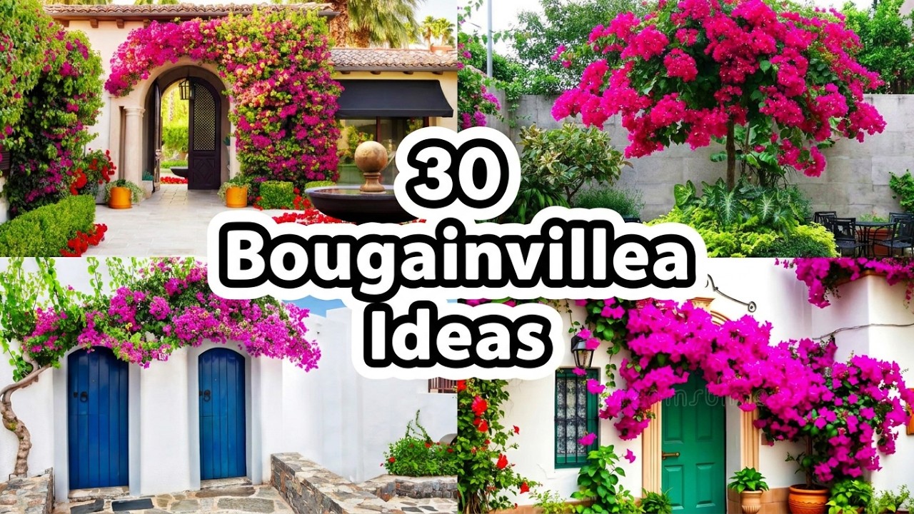 Perfect for Busy People 👍🌿| Bougainvillea Garden Ideas 🌸| Colorful & Easy