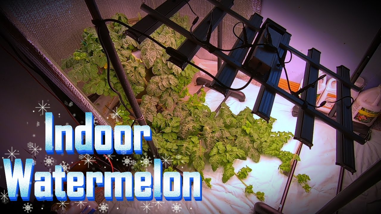 Indoor Watermelon Plant! Growing Competition! (episode 8)