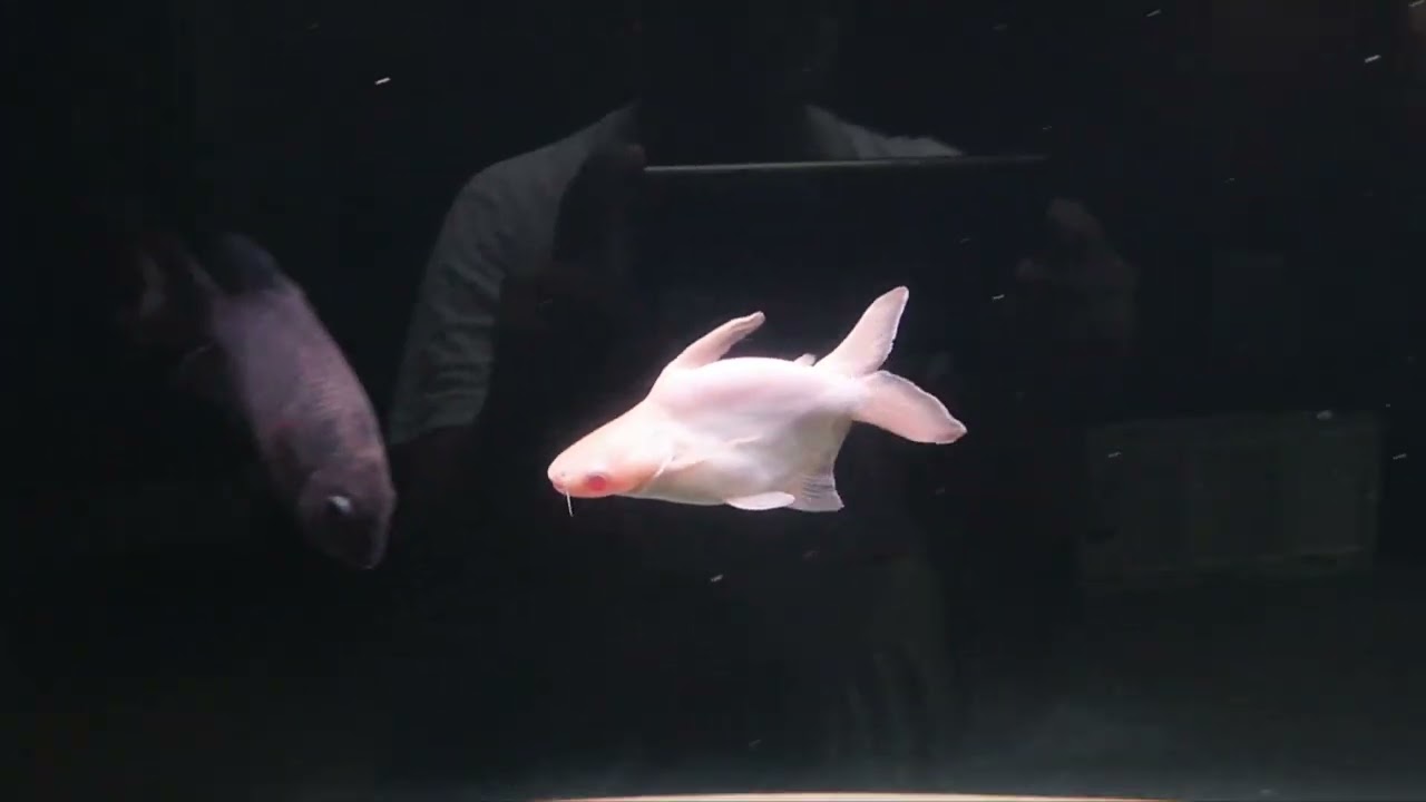 ปลาสวายเผือก/Slriped Catfish Albino (Pangasius larnaudi)