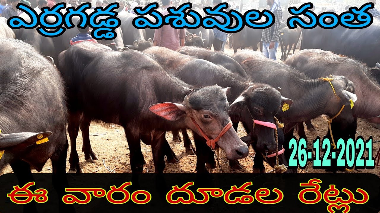 erragadda Buffalo market// ఈవారం తోడల రేట్లు చూద్దాం//erragadda Sunday market