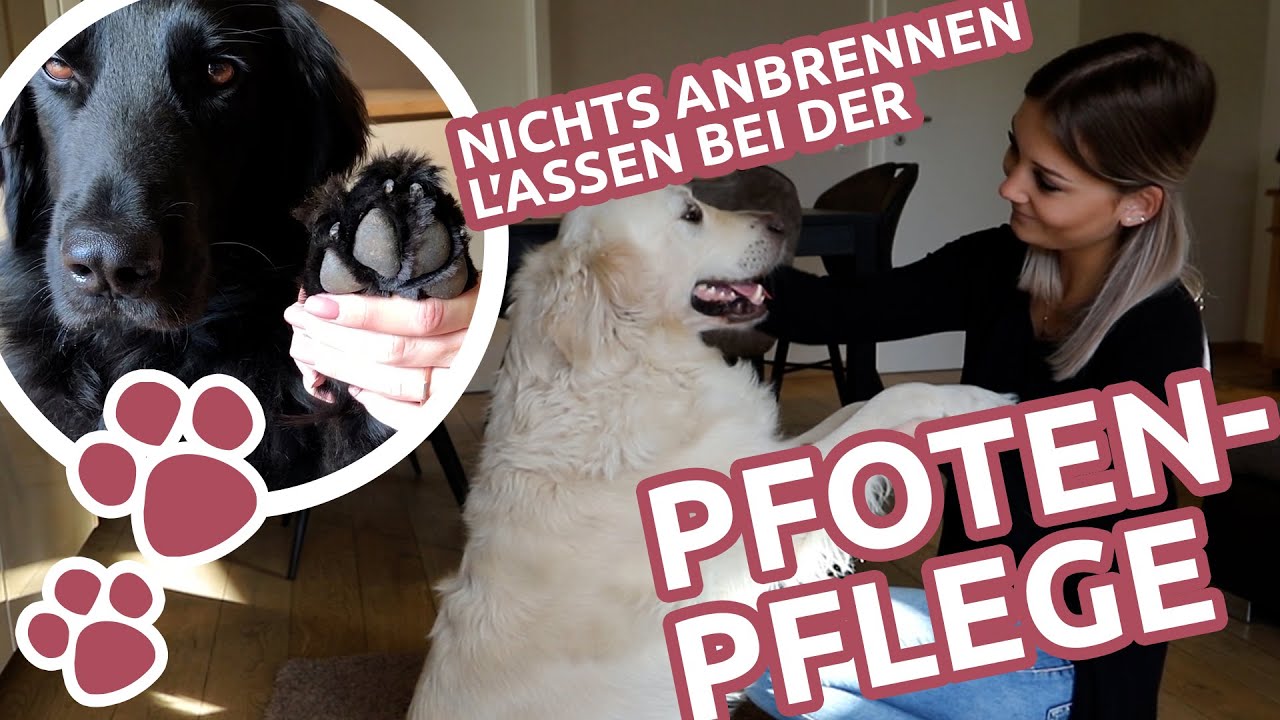 Dog paw care &ndash; nail trimming & paw fur trimming!