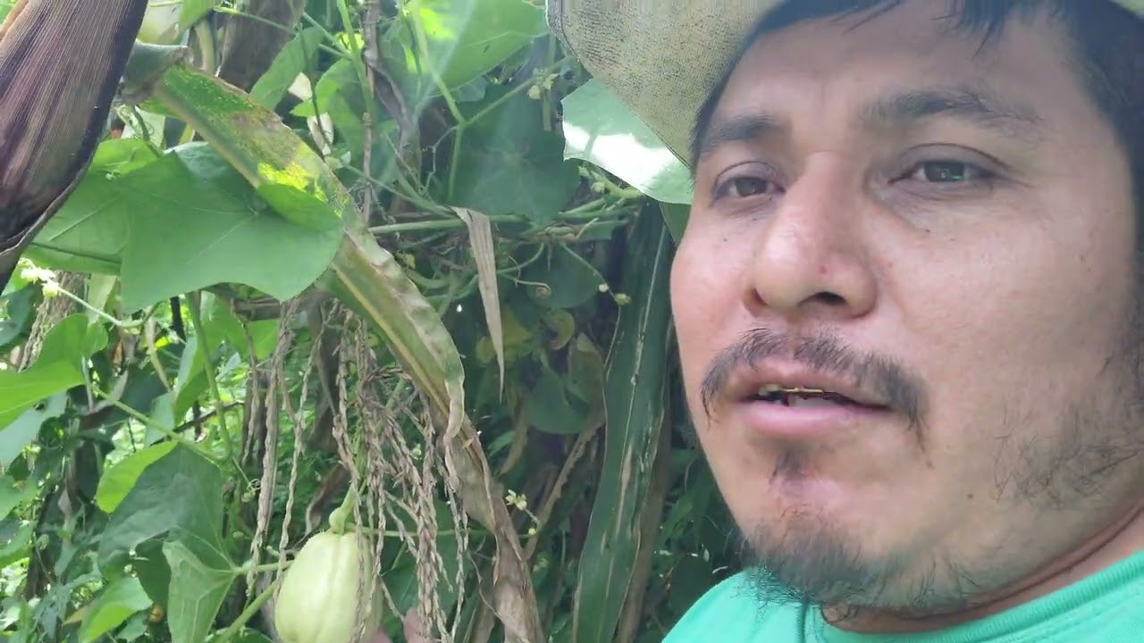Chayote o Güisquil criollo en tierra frio, nos ayuda el tallo de la milpa sostener la frutas miren