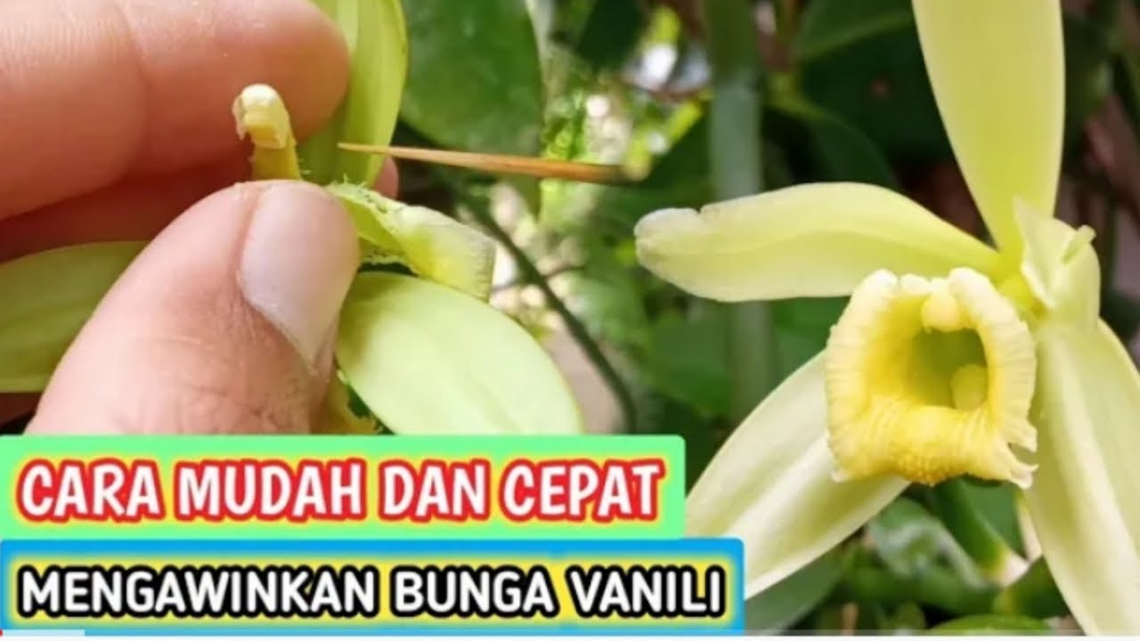 Cara mudah dan cepat mengawinkan bunga vanili