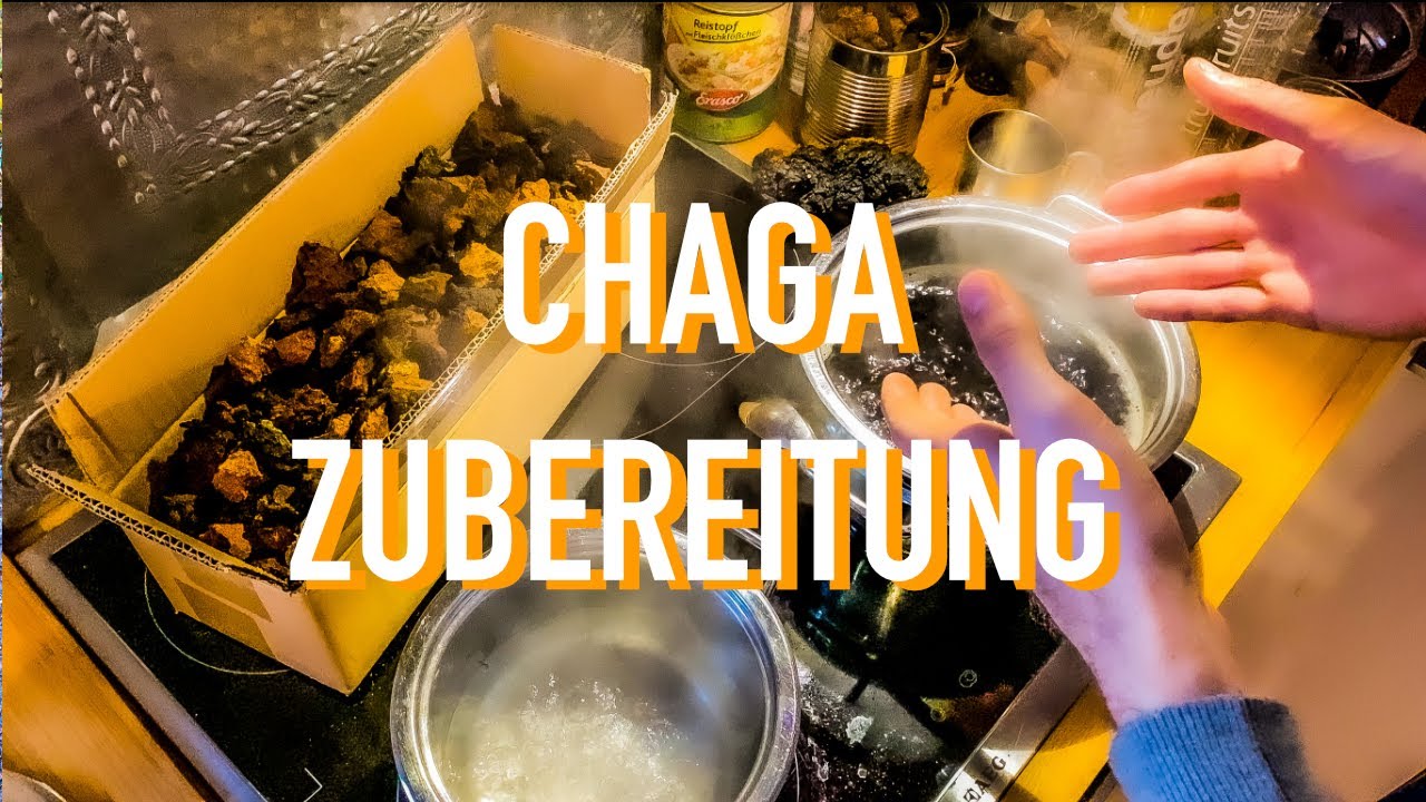 Chaga - Pilz  | Wirkung | Zubereitung | Geschichte | Schiefer Schillerporling | woodytude