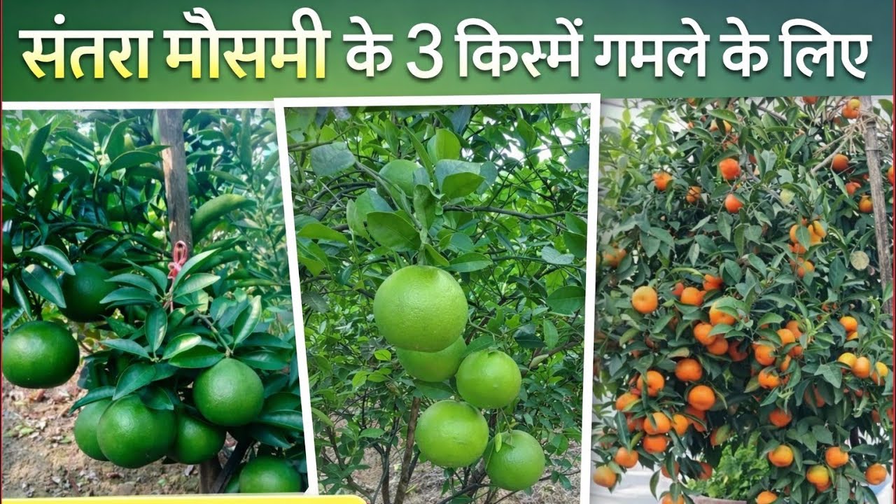 संतरा मौसमी के 3 किस्म आसानी से गार्डन में उगा सकते है | Top 3 Best Citrus Plants to Grow in Pot