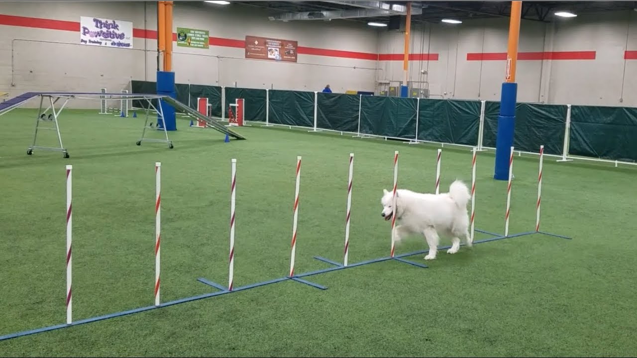 Samoyed Agility Training