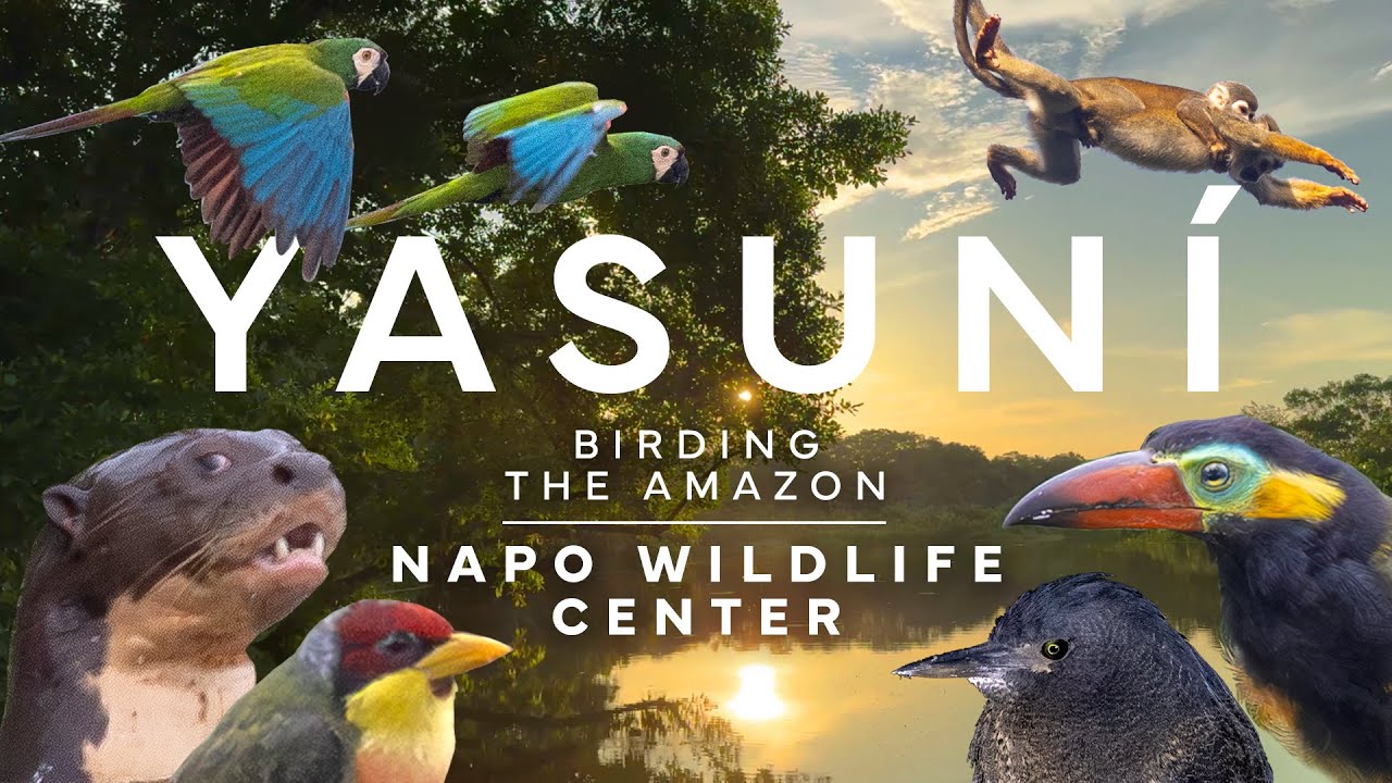 Yasuní: Birding the Amazon at Napo Wildlife Center