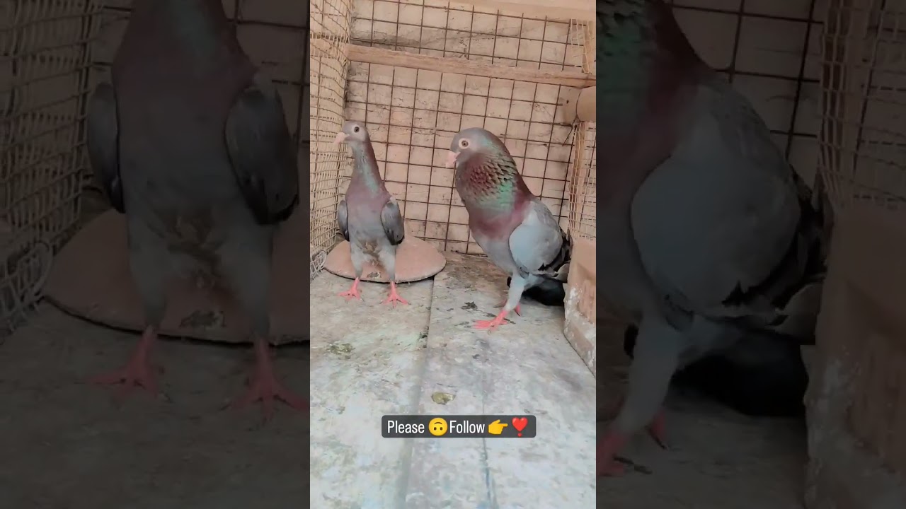 Madras King❣️Queen #madrasi#shortvideo #pigeonlovervideo #status videos