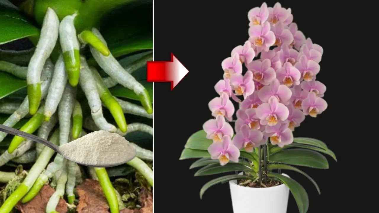 I poured a spoonful on the roots! Suddenly the #orchids bloomed in many flowers #orchidroots #plants