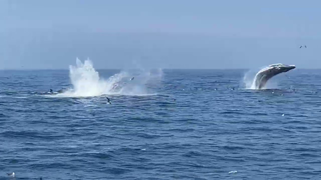 Whale Watching Tour - Cape Cod, 2023