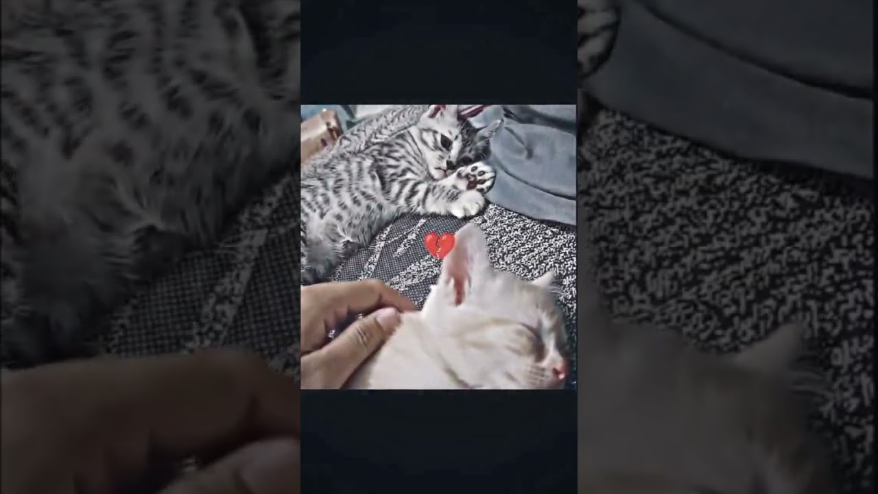 #gatos #triste #sozinho #carinho