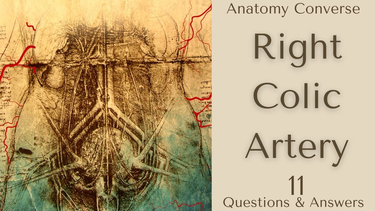 Right Colic Artery Anatomy 11 QA