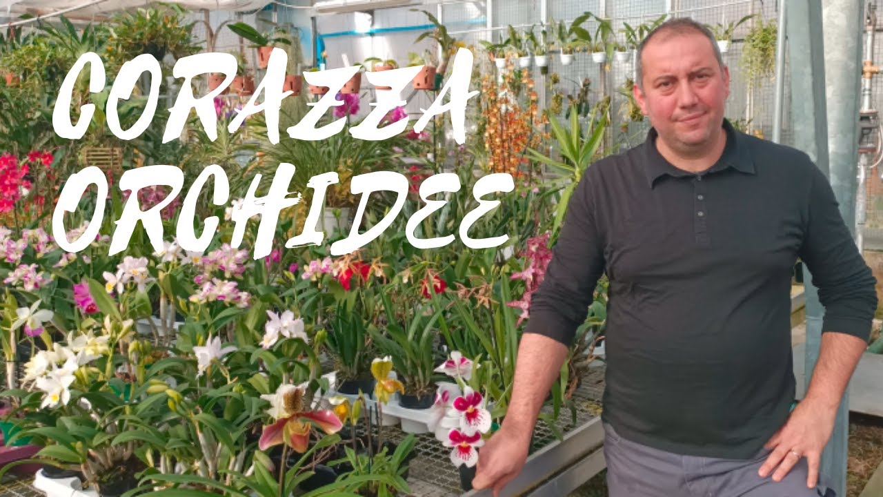 Corazza Orchidee - Le aziende si raccontano