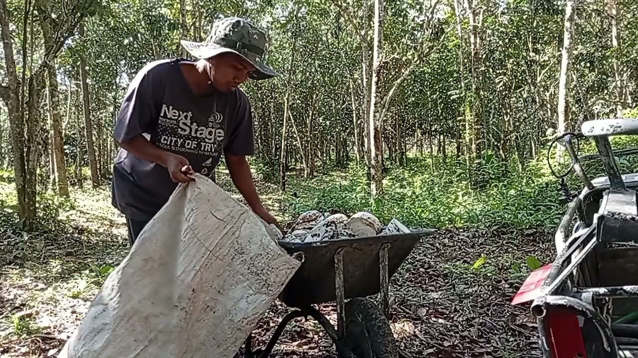 เก็บขี้ยางสัปดาห์ละครั้งพอได้อยู่