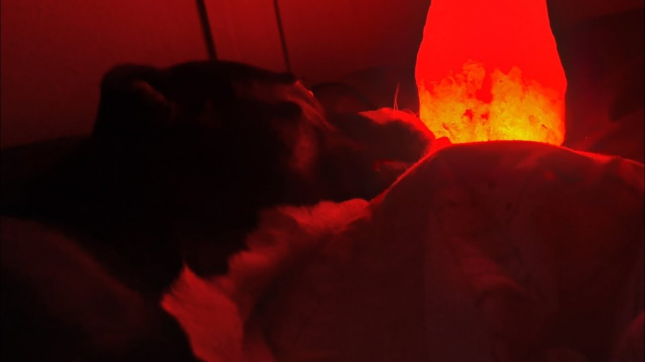 Dog Scratching ASMR Part 4