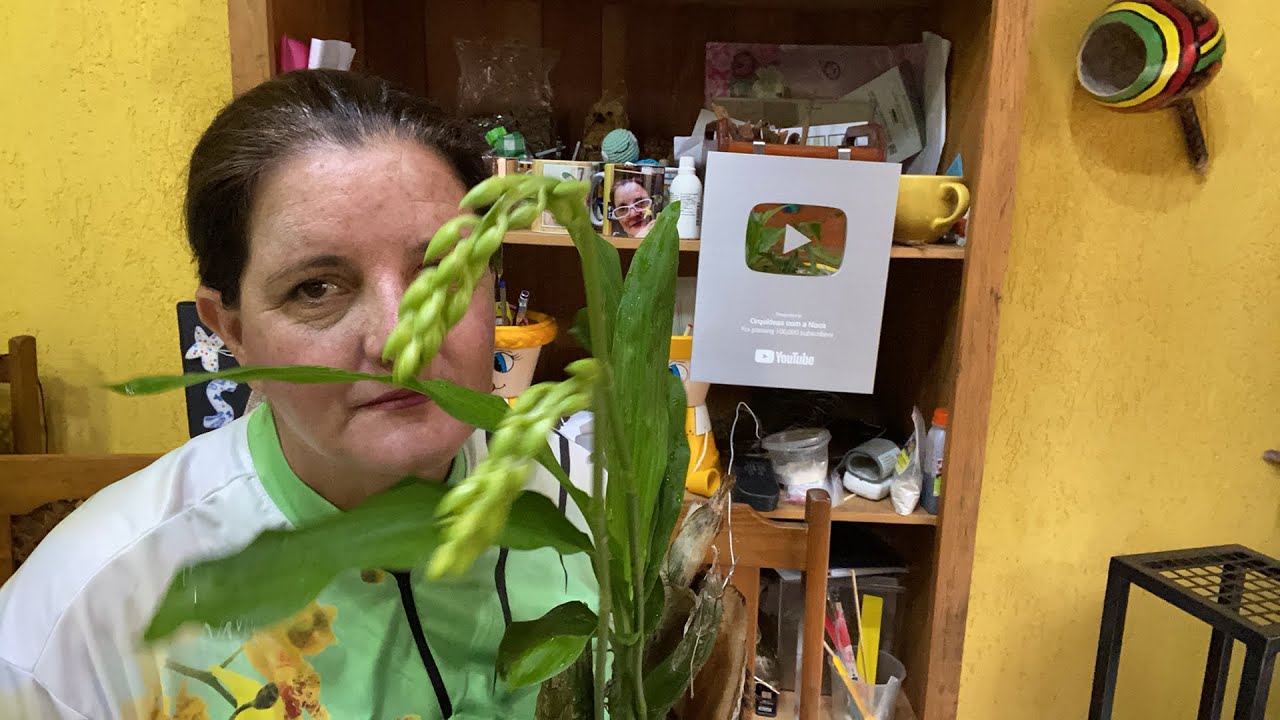 Como planta catacetum certo