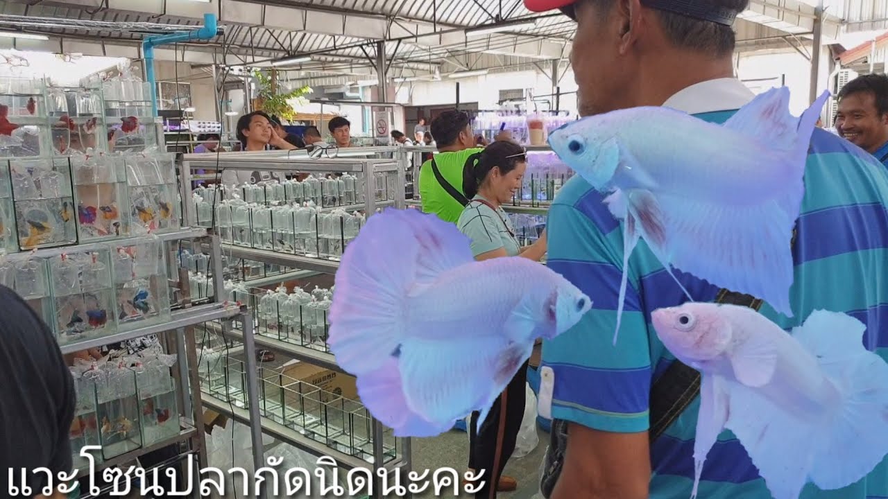 เดินตลาดปลาสวยงามจตุจักรวันพุธ สุดฟินEP.1#ป้าตุ้ยยูทูป