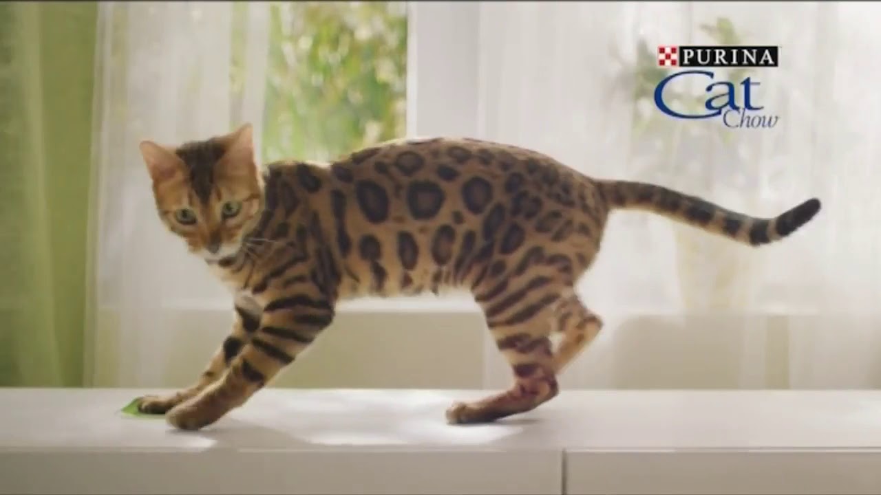 Реклама Purina Cat Chow   Пурина Кэт Чау