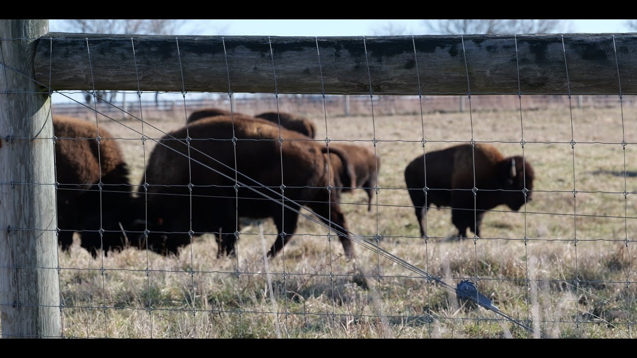 The Bison at Battelle Darby Creek Metro Park in Galloway Ohio.